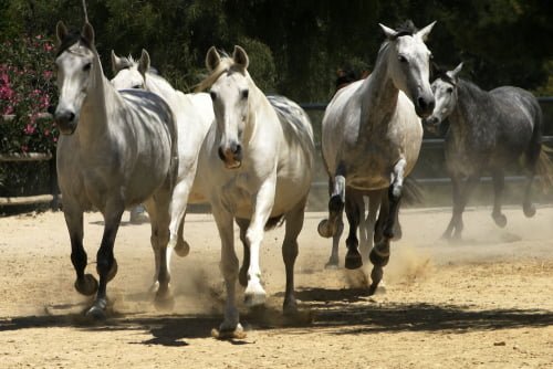 como-calcular-caballos-fiscales