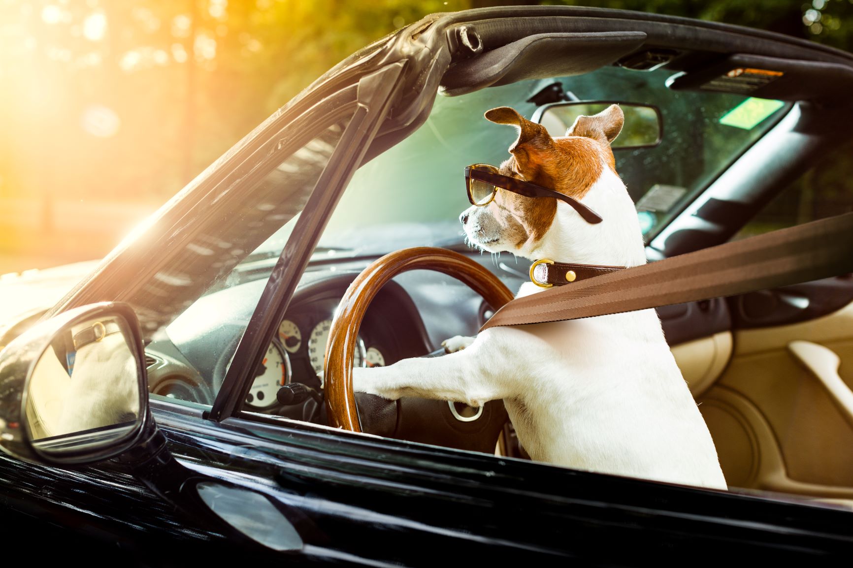 Viajar con mascotas en coche